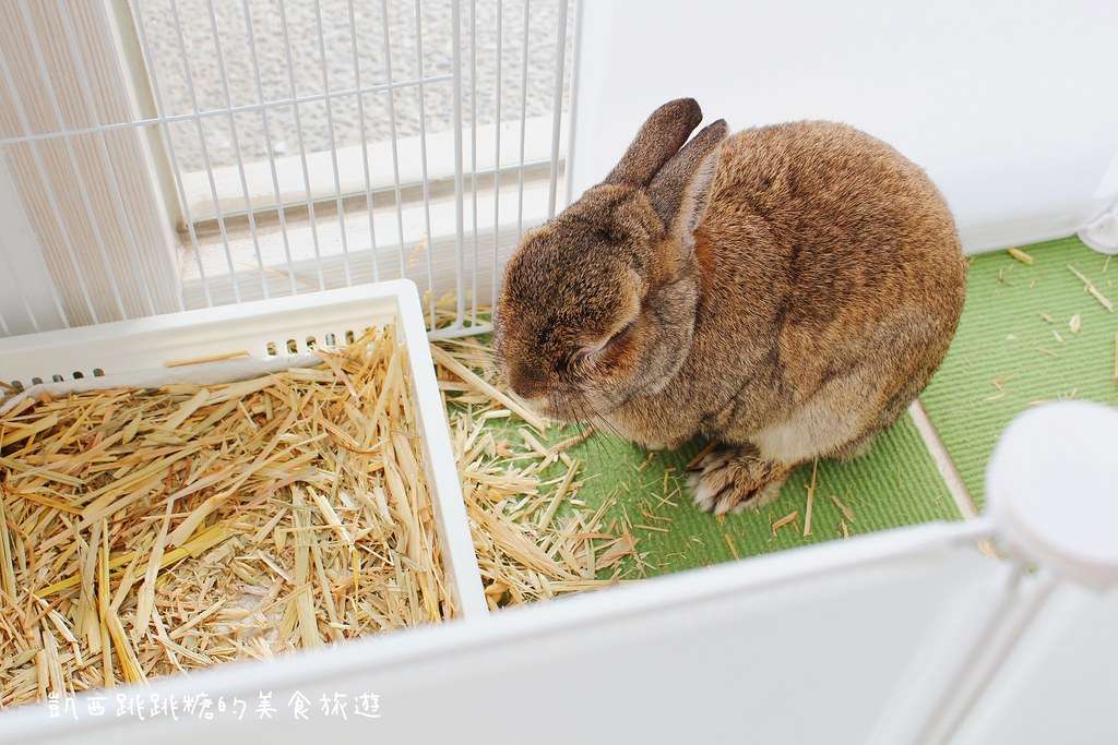 新竹兔子先生早午餐新竹美食餐廳輕食沙拉不限時咖啡廳免費WIFI親子餐廳寵物友善餐廳22