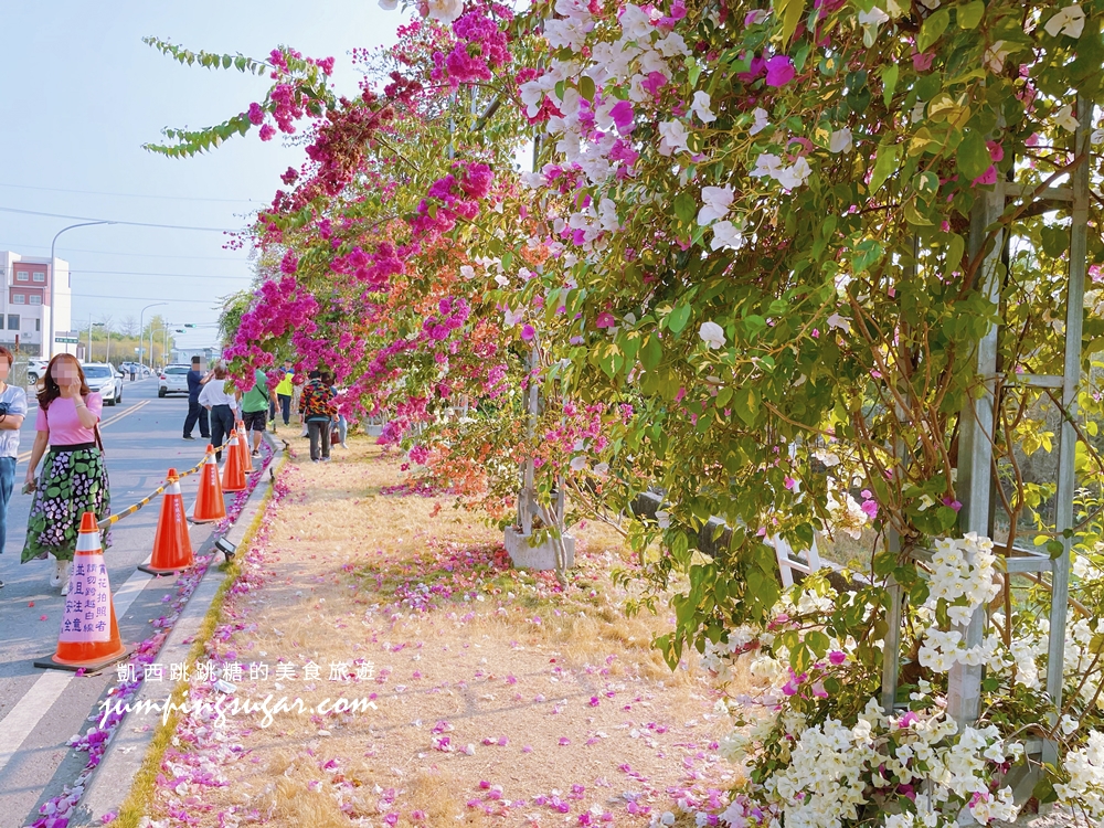【彰化景點】田中梅州路九重葛花牆，五顏六色花瀑盛開中~