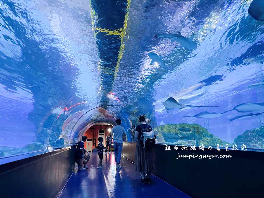 【韓國首爾】Coex Aquarium 韓國最大室內水族館！全年無休含交通門票資訊(首爾轉轉卡行程)