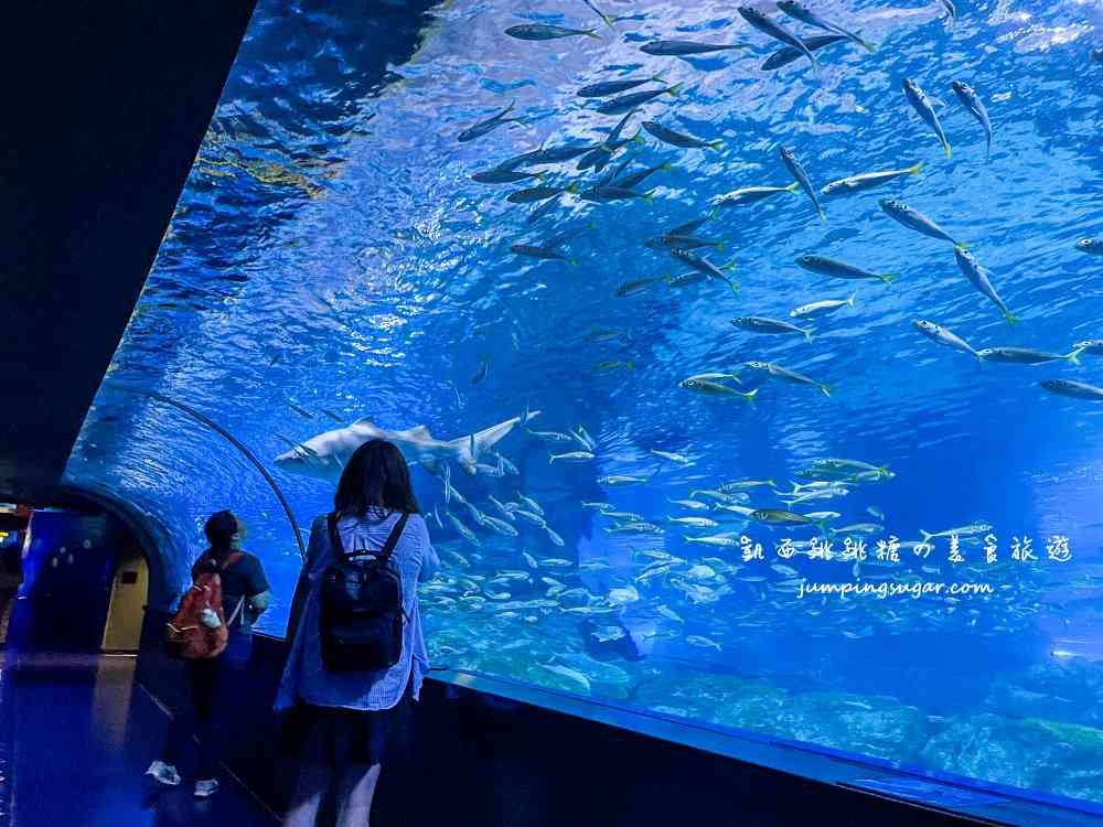 【韓國首爾】Coex Aquarium 韓國最大室內水族館！全年無休含交通門票資訊(首爾轉轉卡行程)