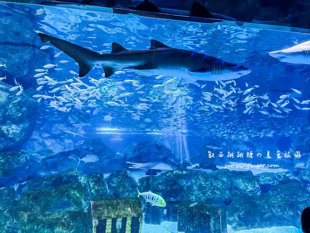 【韓國首爾】Coex Aquarium 韓國最大室內水族館！全年無休含交通門票資訊(首爾轉轉卡行程)