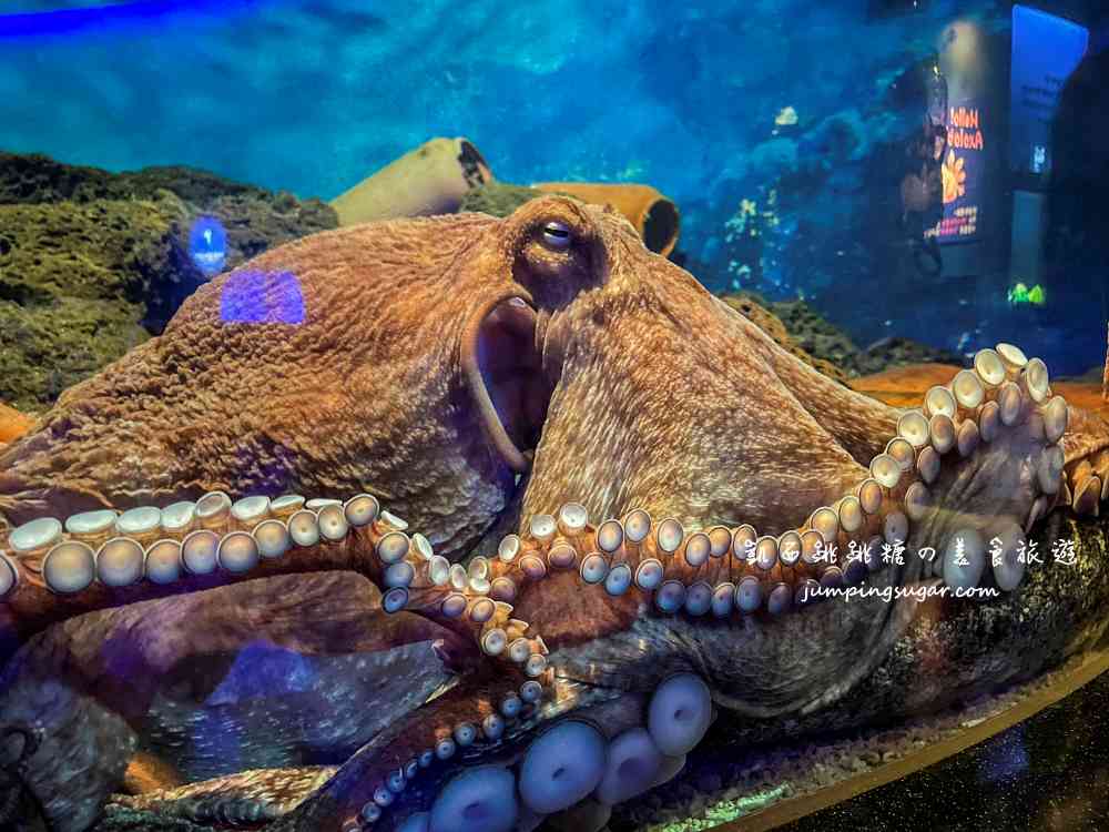 【韓國首爾】Coex Aquarium 韓國最大室內水族館！全年無休含交通門票資訊(首爾轉轉卡行程)