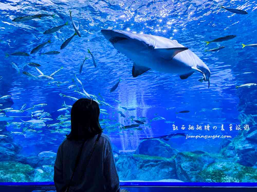 【韓國首爾】Coex Aquarium 韓國最大室內水族館！全年無休含交通門票資訊(首爾轉轉卡行程)