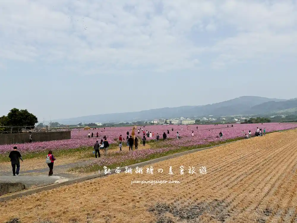 【彰化】田中望高寮花海季，8萬株波斯菊盛開超壯觀 !