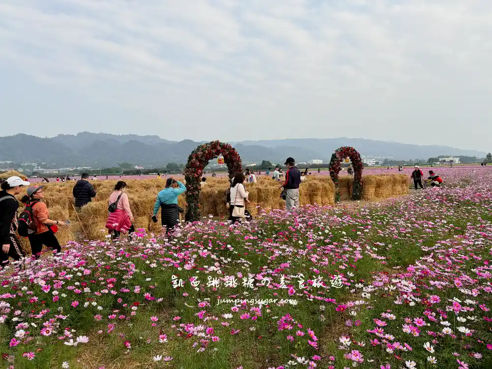 【彰化】田中望高寮花海季，8萬株波斯菊盛開超壯觀 !