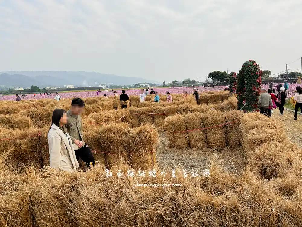 【彰化】田中望高寮花海季，8萬株波斯菊盛開超壯觀 !