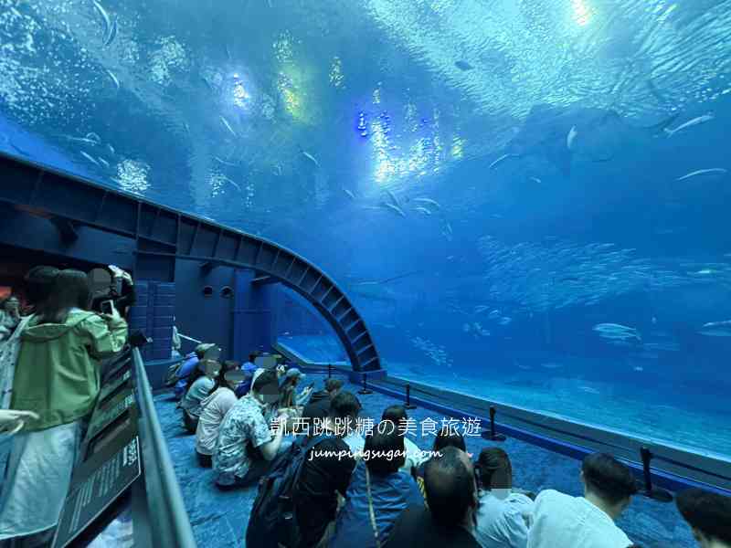2025沖繩美麗海水族館必看 ! 隱藏亮點、省錢密技大公開~