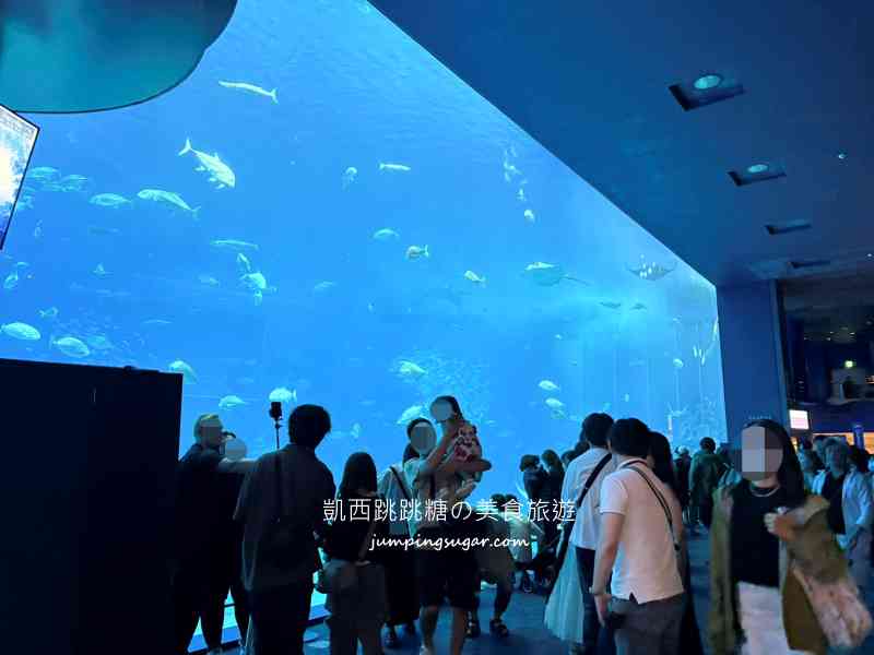 2025沖繩美麗海水族館必看 ! 隱藏亮點、省錢密技大公開~