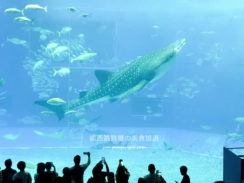 日本沖繩一日遊這樣安排 ! 輕鬆玩古宇利島、美麗海水族館、美國村與萬座毛(含門票中文導覽)