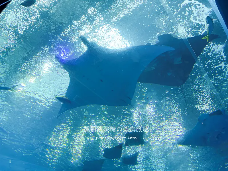 日本沖繩一日遊這樣安排 ! 輕鬆玩古宇利島、美麗海水族館、美國村與萬座毛(含門票中文導覽)