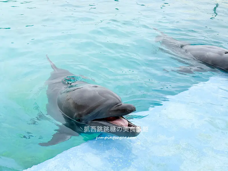 日本沖繩一日遊這樣安排 ! 輕鬆玩古宇利島、美麗海水族館、美國村與萬座毛(含門票中文導覽)