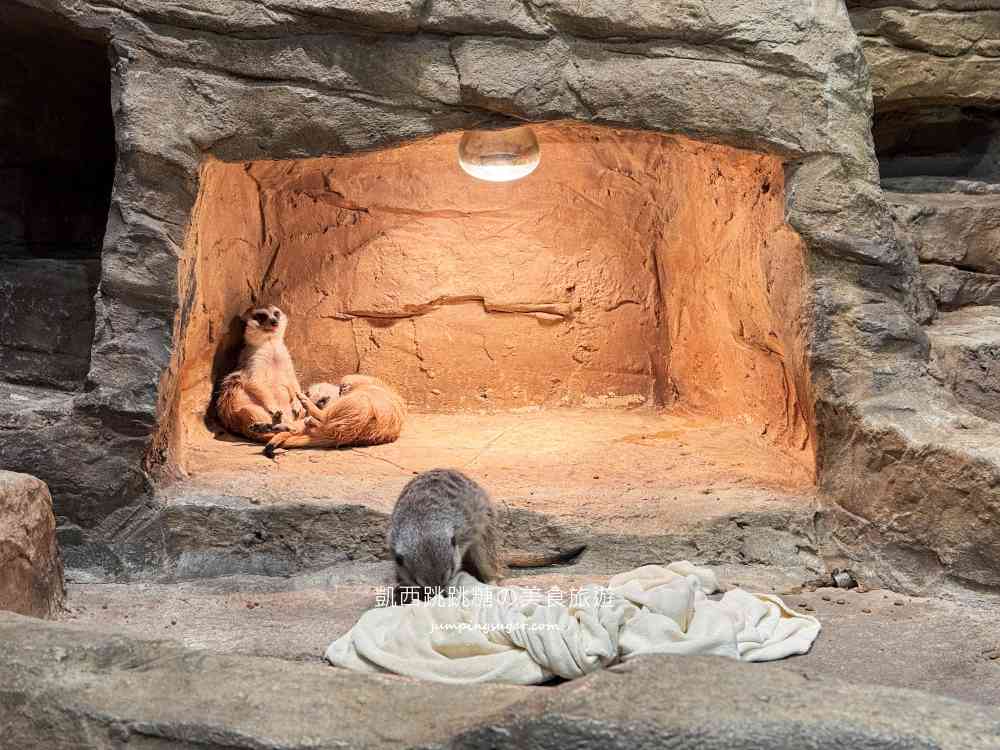 【首爾親子景點推薦】Zoolung Zoolung室內動物園，互動餵食太好玩