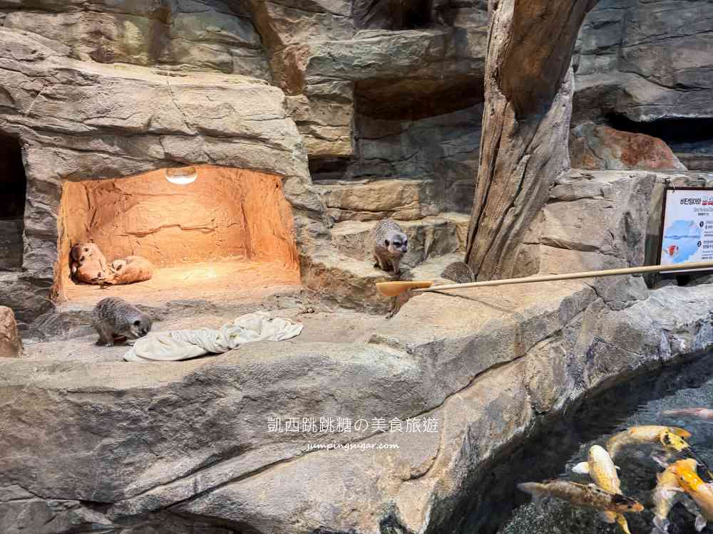【首爾親子景點推薦】Zoolung Zoolung室內動物園，互動餵食太好玩