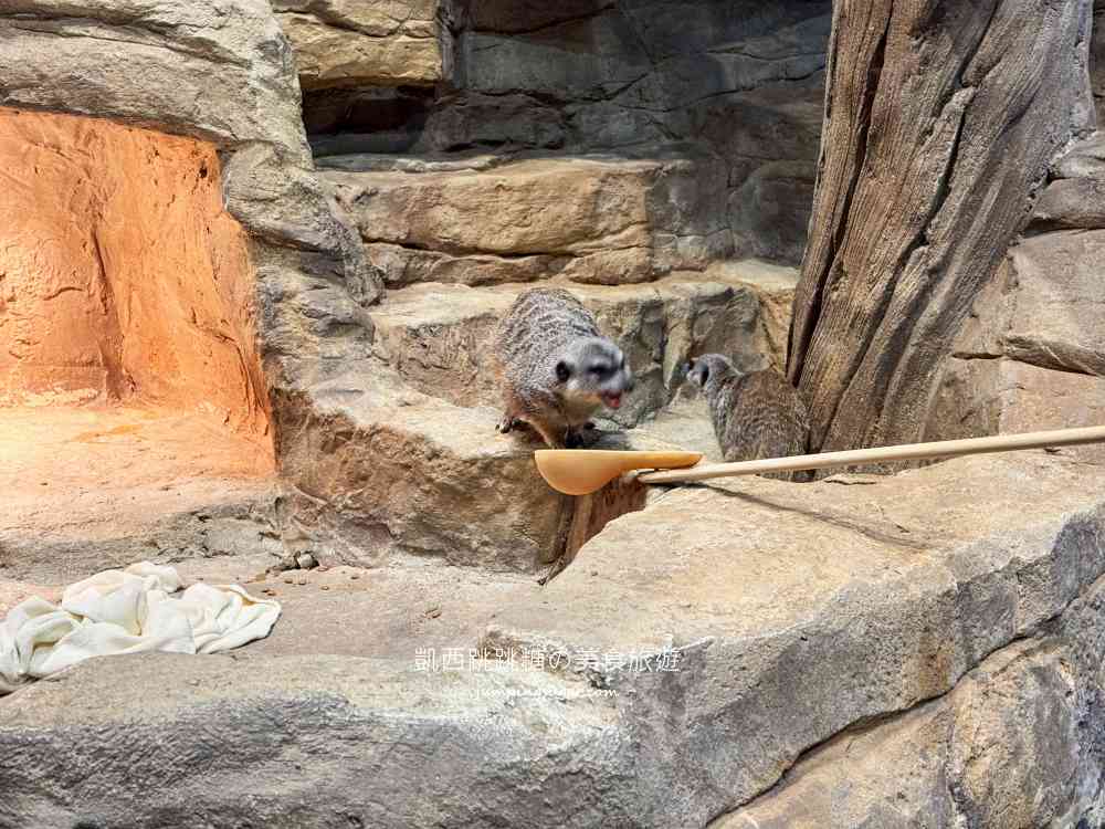 【首爾親子景點推薦】Zoolung Zoolung室內動物園，互動餵食太好玩