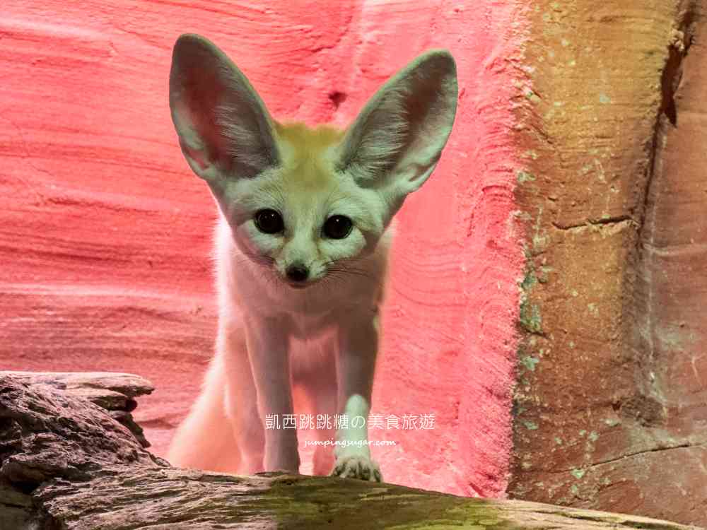 【首爾親子景點推薦】Zoolung Zoolung室內動物園，互動餵食太好玩