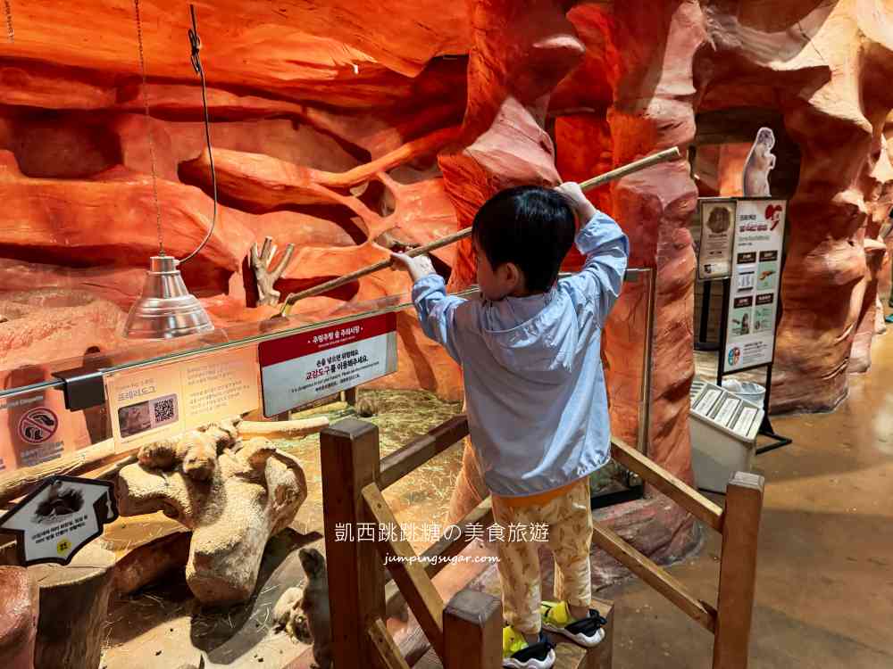 【首爾親子景點推薦】Zoolung Zoolung室內動物園，互動餵食太好玩
