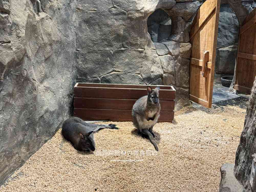 【首爾親子景點推薦】Zoolung Zoolung室內動物園，互動餵食太好玩