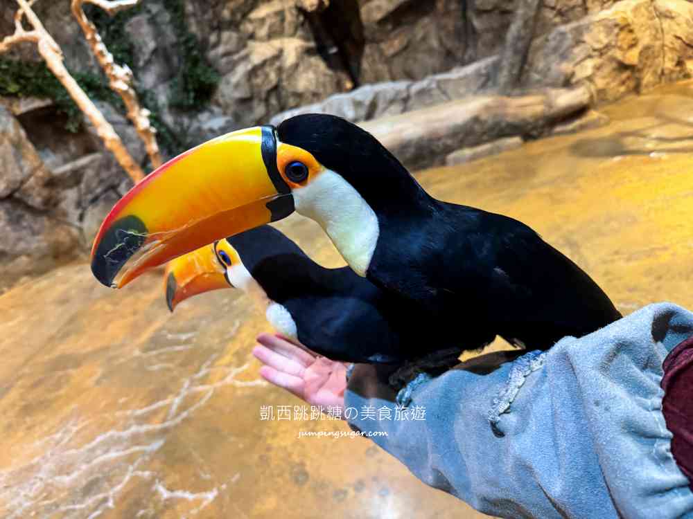【首爾親子景點推薦】Zoolung Zoolung室內動物園，互動餵食太好玩