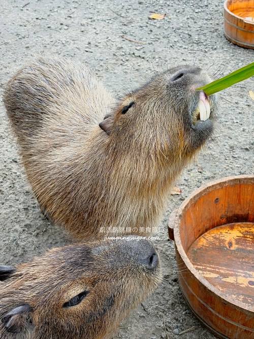 台南親子兩天一夜攻略！百年運河、最強夜市、住宿景點一次搞定